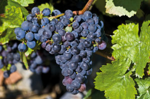 jambes-lourdes-soulagez-vigne-rouge