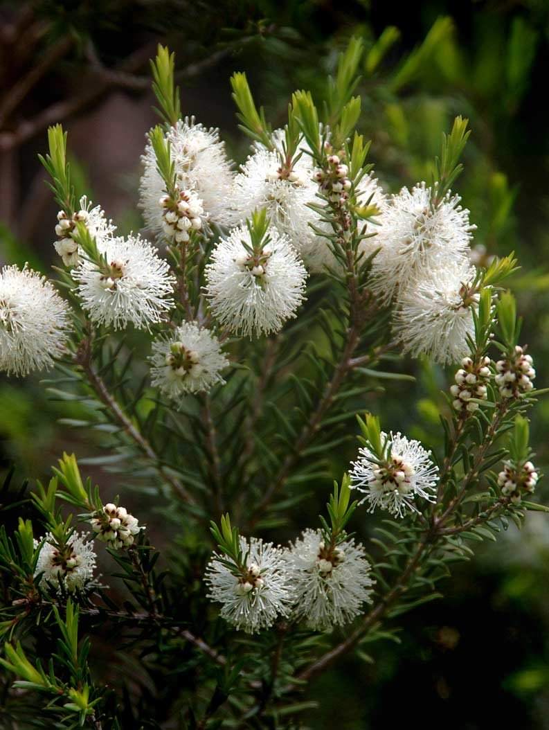 Pranarôm - Huile essentielle de Tea Tree - Melaleuca alternifolia 10 ml