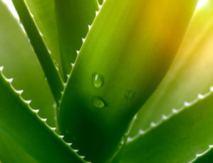 L’aloe vera : une plante aux multiples bienfaits !