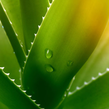 L’aloe vera : une plante aux multiples bienfaits !