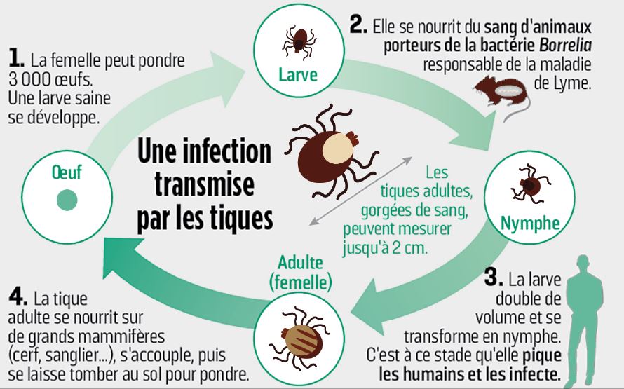 une infection transmise par les tiques 