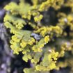 Une source végétale de Vitamine D3 : le lichen