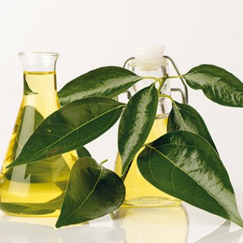 L’huile essentielle de Ravintsara contre  les maux du froid