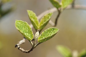 Le bourgeon d’aulne : stimulant des défenses immunitaires