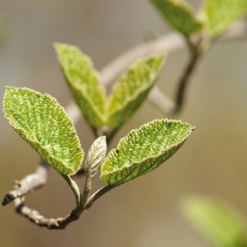 Le bourgeon d’aulne : stimulant des défenses immunitaires