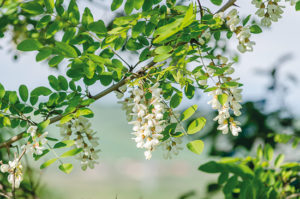 La fibre d’acacia : un prébiotique garanti sans FODMAP