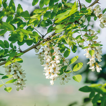 La fibre d’acacia : un prébiotique garanti sans FODMAP