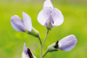 Le desmodium : la plante du foie