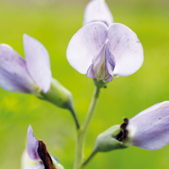 Le desmodium : la plante du foie