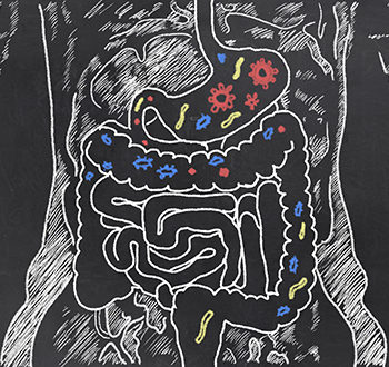 Ces bactéries bénéfiques à notre flore intestinale