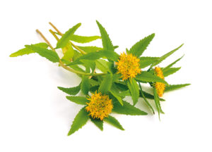 La Rhodiola contre le stress émotionnel !