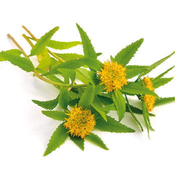 La Rhodiola contre le stress émotionnel !