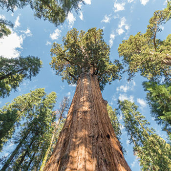 La jeune pousse de séquoia : l’alliée de l’homme