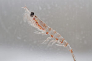 L’huile de Krill : plus efficace que l’huile de poisson pour réduire la douleur arthritique