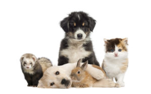 shutterstock_432175435