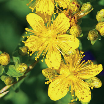 Hypericum