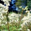 Filipendula-ulmaria