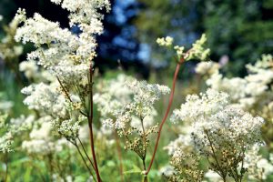 Filipendula-ulmaria