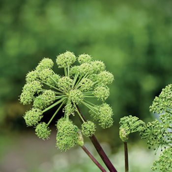 angelica