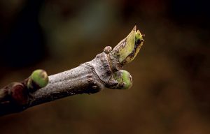 Le bourgeon de figuier (Ficus carica)