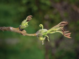 Le bourgeon de noyer (Juglans regia)