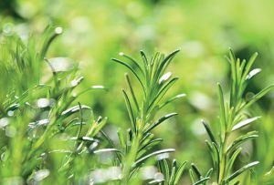 La jeune pousse de romarin (Rosmarinus officinalis)