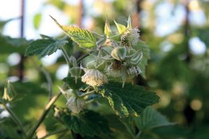 La jeune pousse de framboisier (Rubus idaeus)