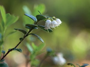 La jeune pousse d’airelle (Vaccinium vitis idaea)