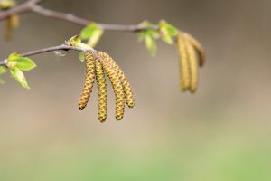 Le bourgeon de bouleau (Betula pendula)