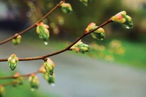 Le bourgeon de tilleul (Tilia tomentosa)