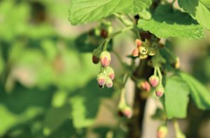 Le bourgeon de cassis (Ribes nigrum)