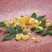 Boswellia