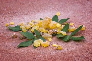 Boswellia