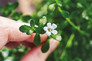 Bacopa