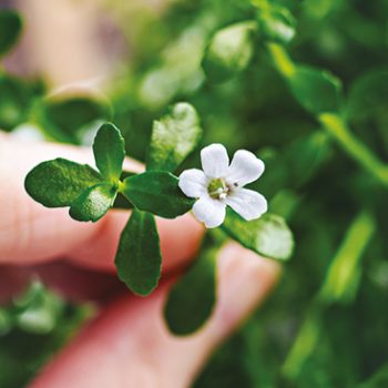 Bacopa