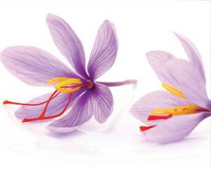 Les Laboratoires COPMED vous expliquent comment bien choisir votre SAFRAN