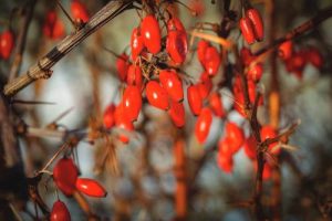 Berberine metformine