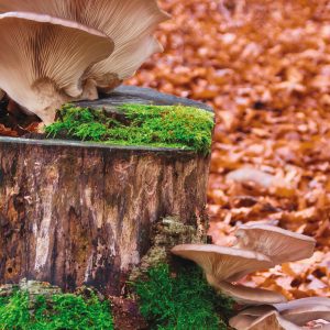 Certains types de champignons sont une source de bêta-glucane