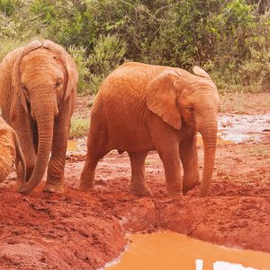 bienfaits de l'argile pour les animaux