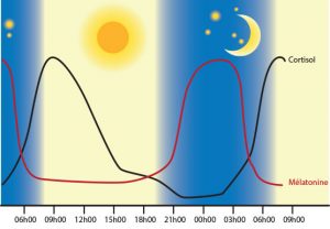 La fabrication du cortisol n'est pas constante