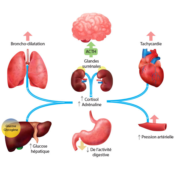 Rôle anti inflammatoire du Cortisol