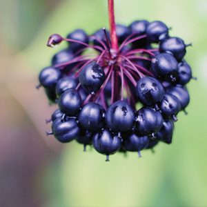 plante adaptogène cortisol