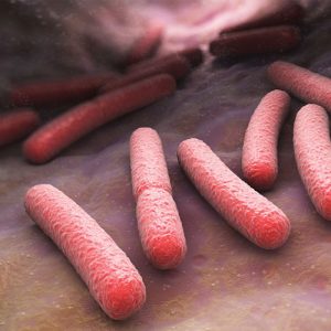 bactéries microbiote