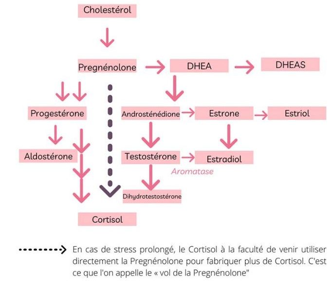 stress et cortisol