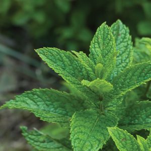 menthe avec une action tonifiante contre la fatigue automnale