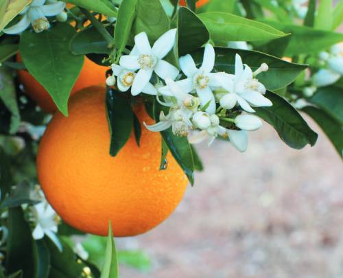 La fleur d'oranger, une solution naturelle contre l'insomnie - Bio