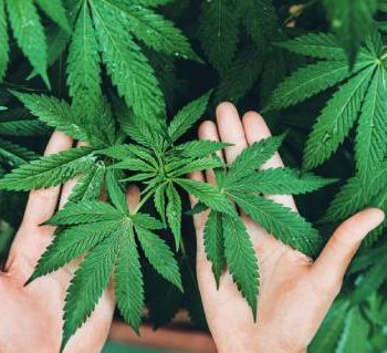 CBD coronavirus