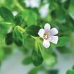 Bacopa