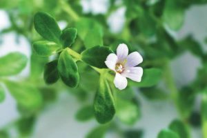 Bacopa