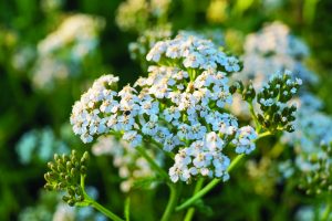 Close,Up,View,Of,The,Common,Yarrow,(achillea,Millefolium),,Selective